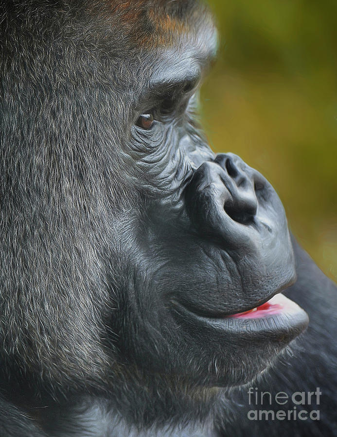 Mountain Gorilla #2 Photograph by Kathy Baccari