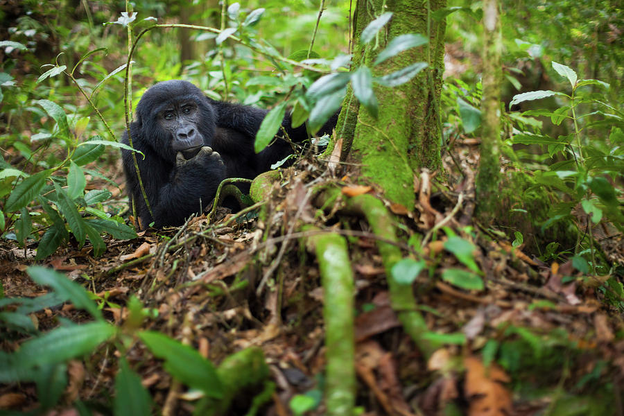 Mountain Gorilla, Volcanoes National #1 Photograph by Mint Images - Art Wolfe