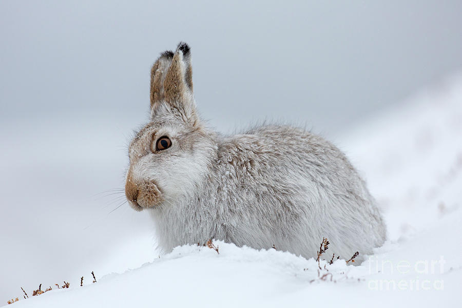 Mountain Hare in the Snow #1 Photograph by Arterra Picture Library
