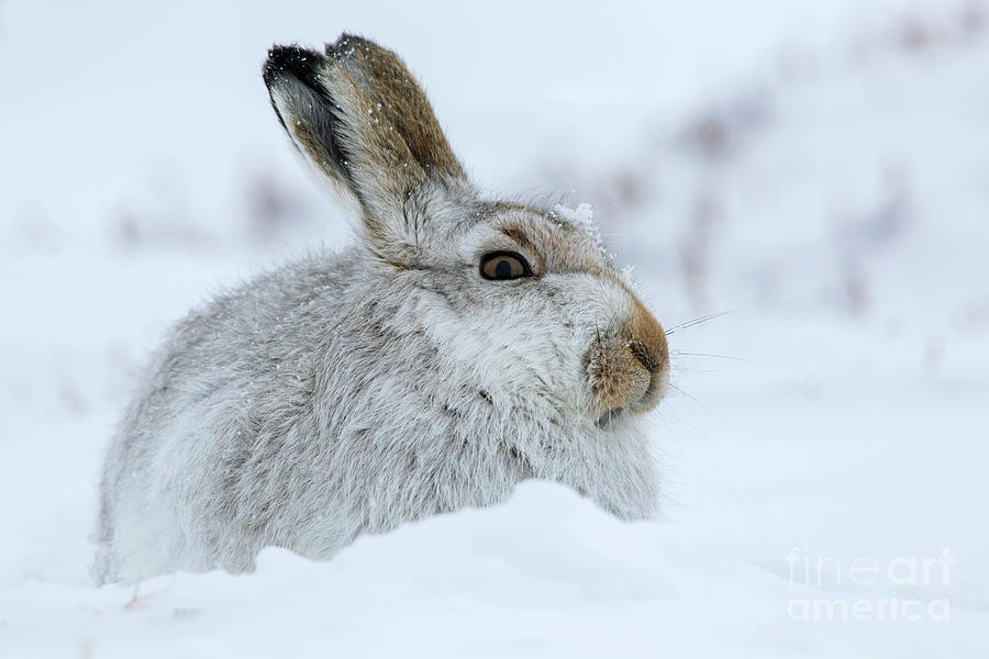 Mountain Hare in Winter #1 Photograph by Arterra Picture Library