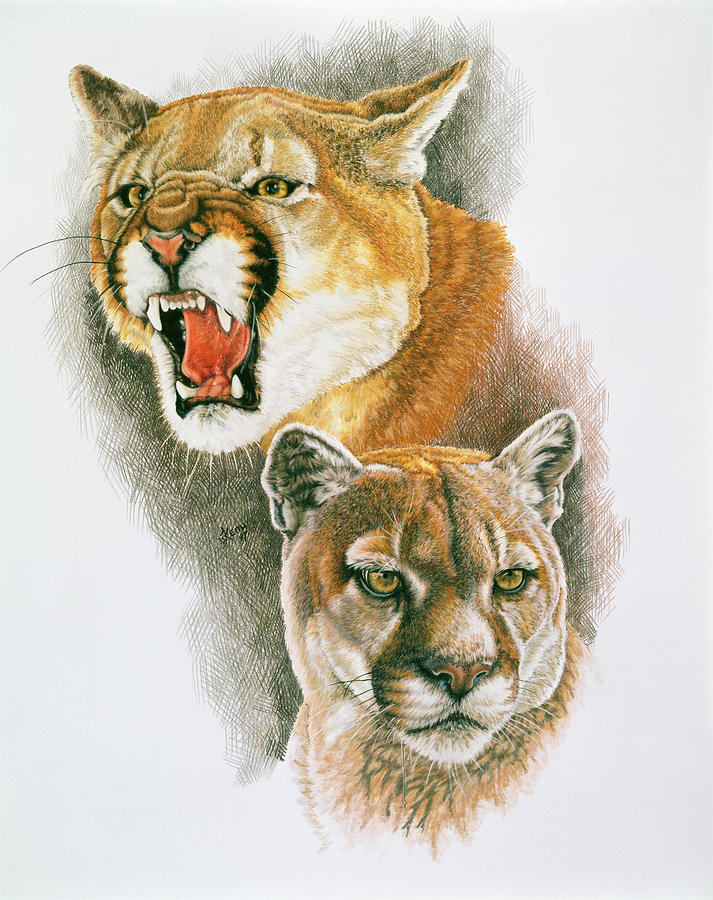 Cougar Painting - Mountain King #1 by Barbara Keith
