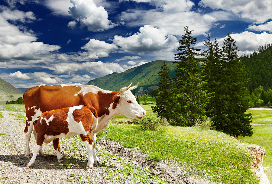 Landscape Photograph - Mountain Landscape With Cows And Forest #1 by DPK-Photo