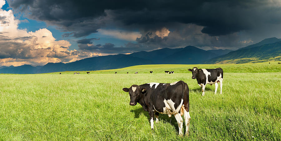 Landscape Photograph - Mountain Landscape With Grazing Cows #1 by DPK-Photo