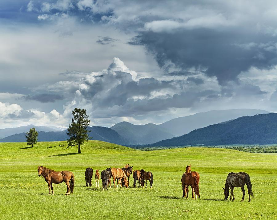 Mountain Photograph - Mountain Landscape With Grazing Horses #1 by DPK-Photo