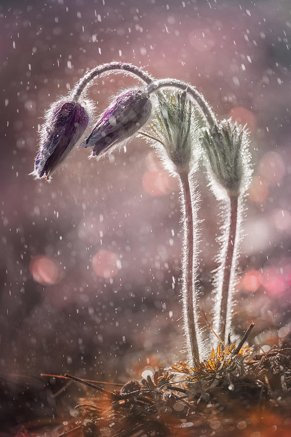 Nature Photograph - Mountain Pasqueflower #1 by Fabrizio Daminelli