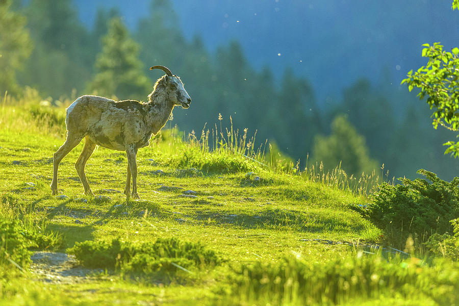Mountain Sheep In Banff National Park #1 Photograph by Don White Mountain Sheep In Banff National Park #1 Photograph by Don White