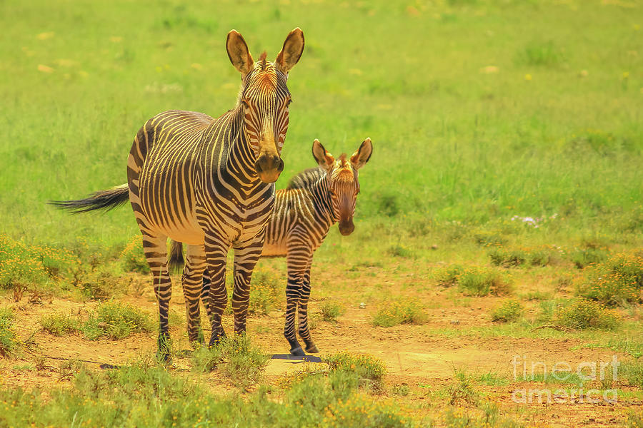 Mountain Zebra with baby #1 Photograph by Benny Marty