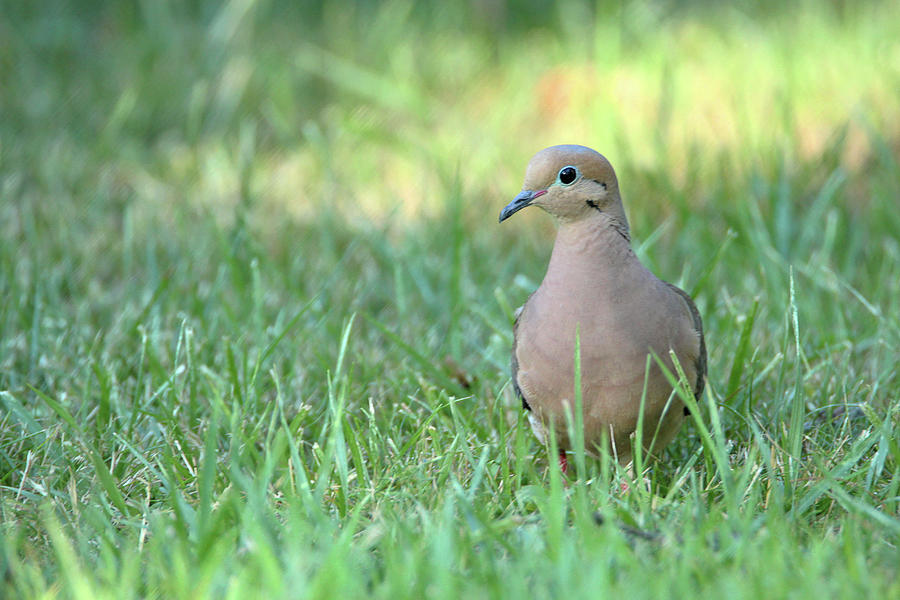 Mourning dove #1 Photograph by David Stasiak