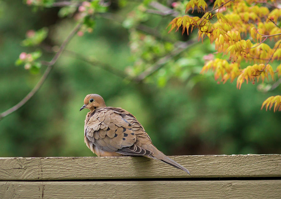 Mourning Dove #1 Photograph by Mark Mille