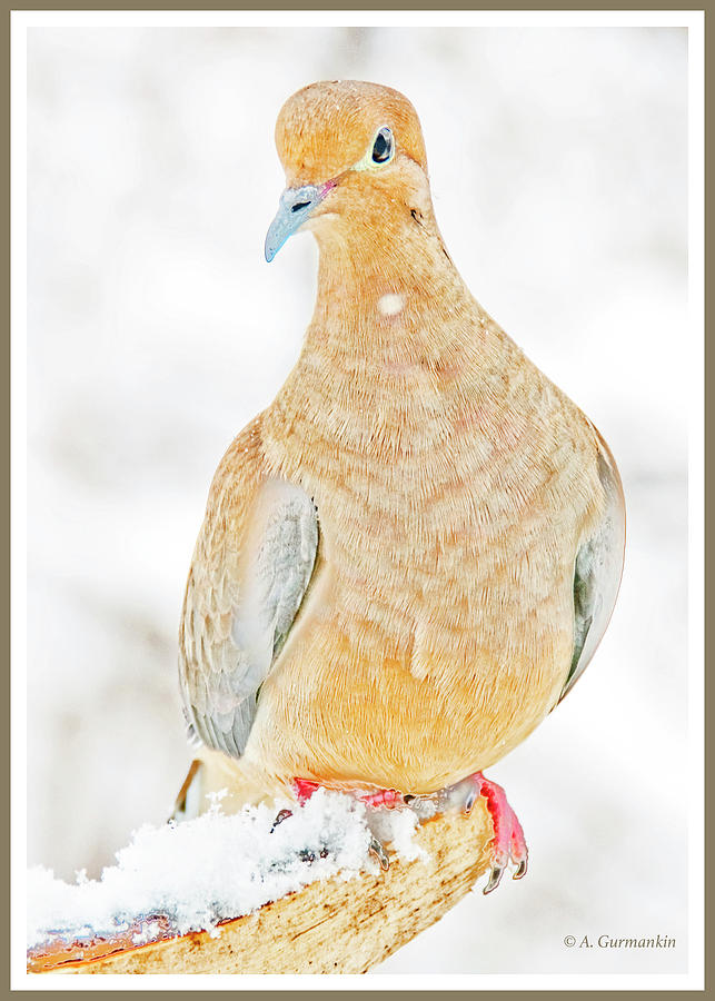 Mourning Dove on a Snow-covered Tree Branch #1 Photograph by A Macarthur Gurmankin