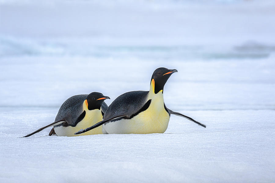 Penguin Photograph - Moving On Ice #1 by Siyu And Wei Photography