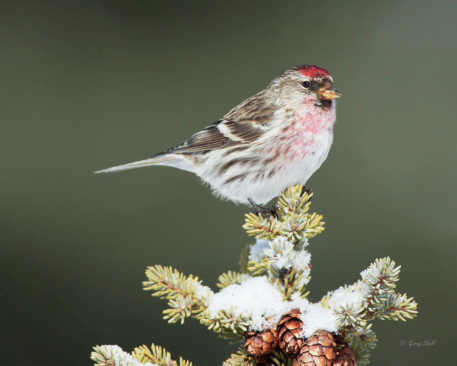 Mr C Redpoll #2 Photograph by Gerry Sibell