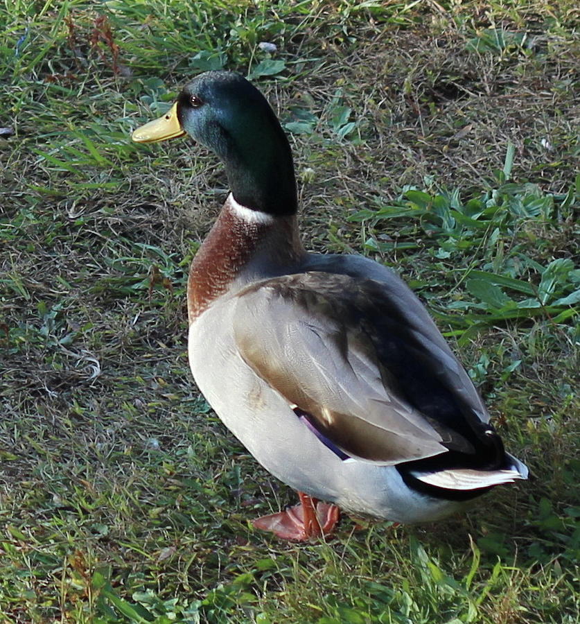 Mr Mallard 4 Photograph by Cathy Lindsey - Fine Art America