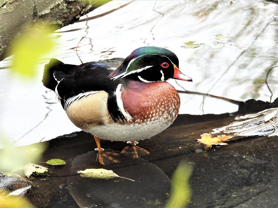 Mr. Wood Duck #1 Photograph by Betty-Anne McDonald