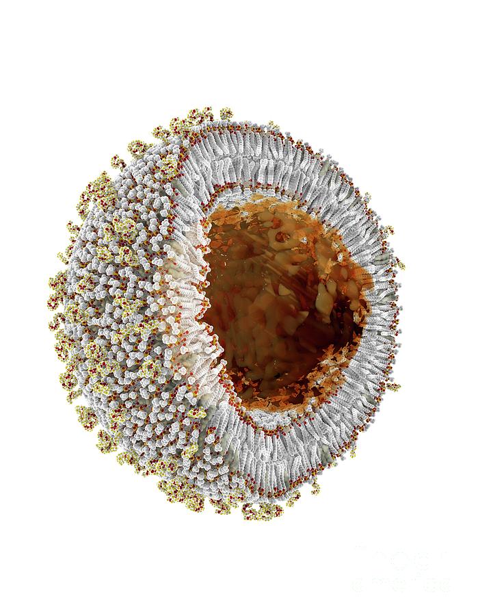 Mrna In Lipid Nanoparticles Photograph by Ramon Andrade 3dciencia ...