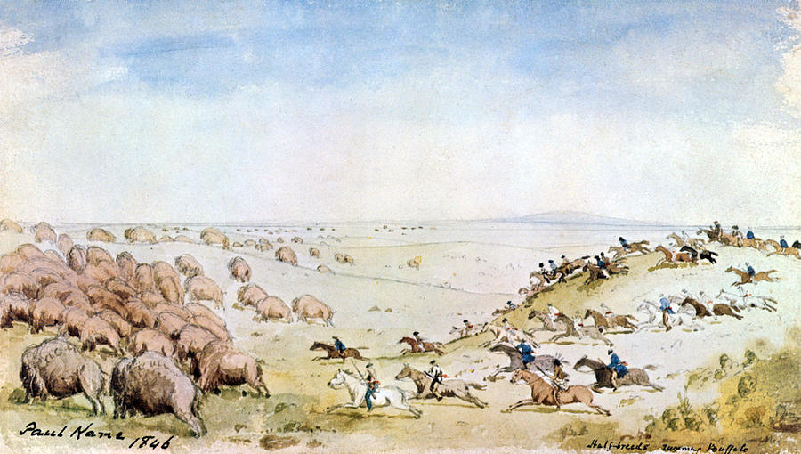 Métis Indian Bison Hunt, 1846 #1 Painting by Science Source