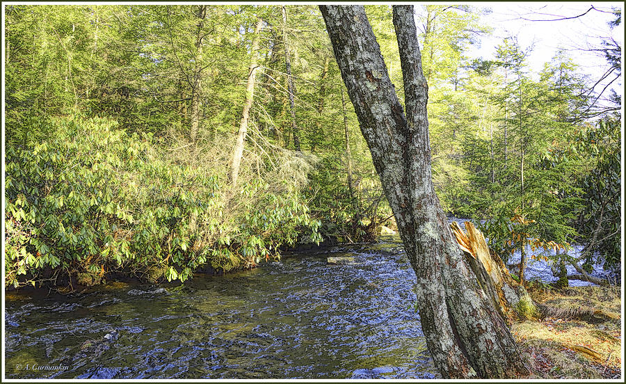 Mud Run, Pennsylvania, Pocono Mountain Stream Photograph by A Macarthur