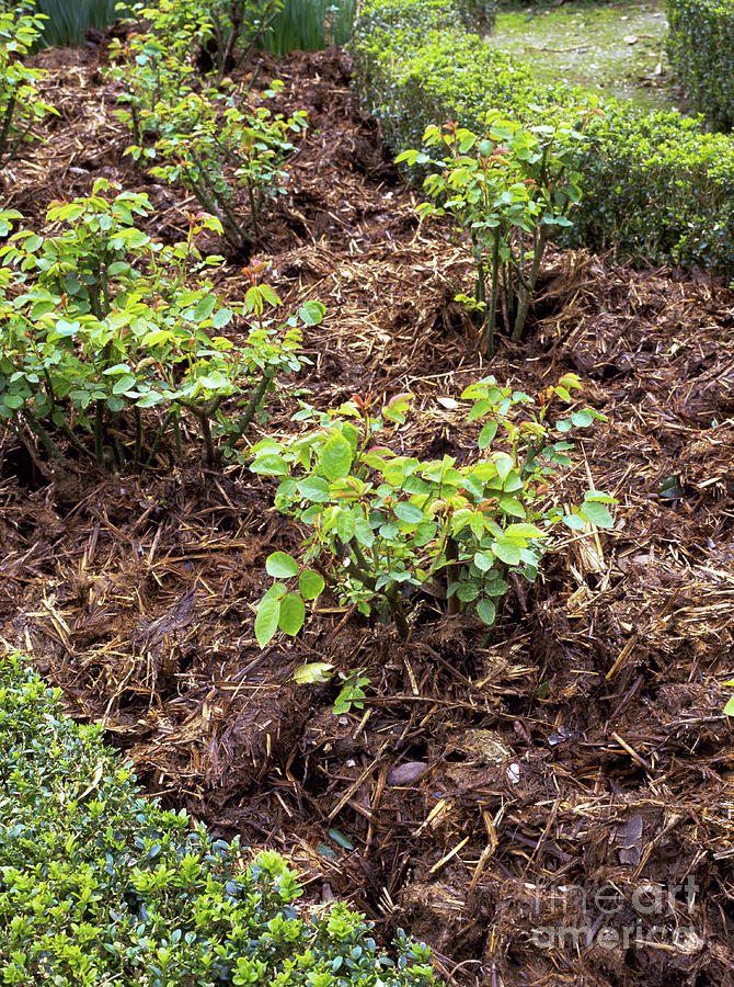Mulch Of Manure On Rose Beds #1 Photograph by Geoff Kidd/science Photo Library