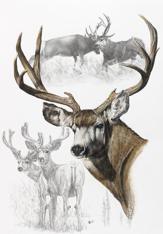 Animal Painting - Mule Deer #1 by Barbara Keith