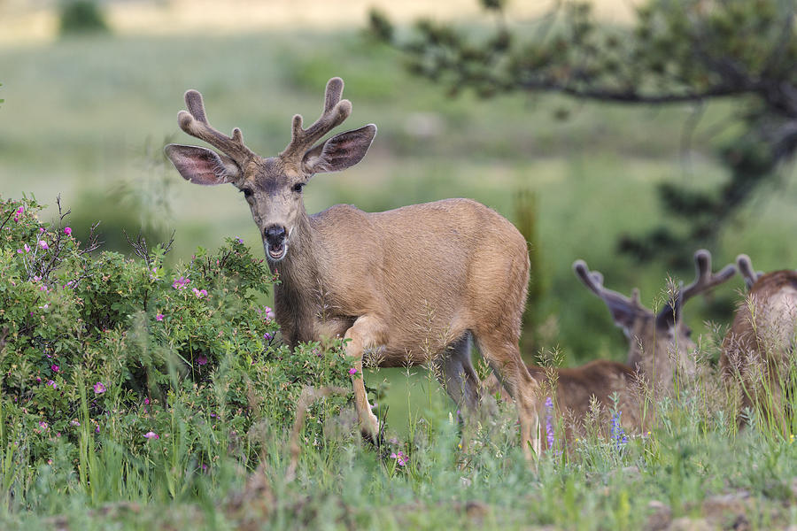 Mule Deer Browsing Photograph by James Zipp
