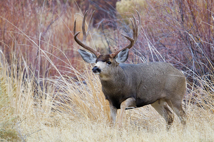 Deer Photograph - Mule Deer Buck #1 by Ken Archer