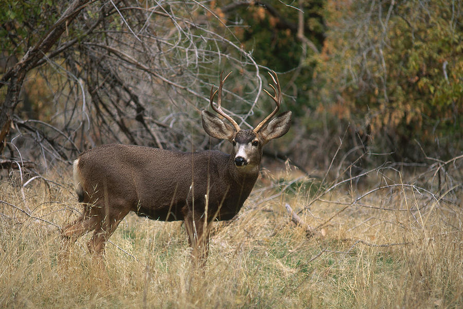 Mule Deer Buck #1 Photograph by Michael Lustbader