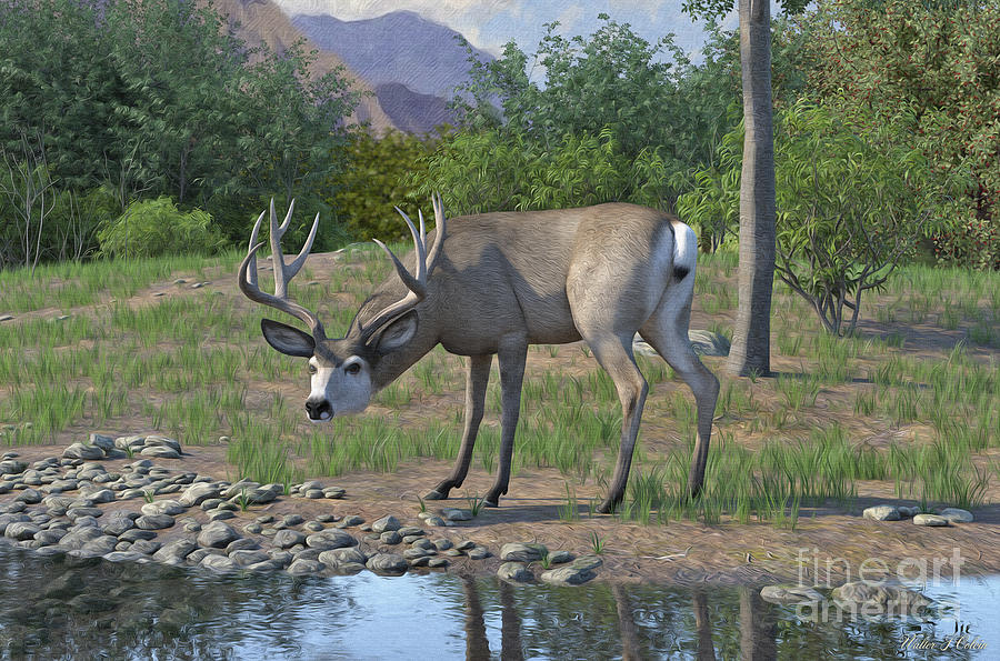 Mule Deer Buck #1 Digital Art by Walter Colvin
