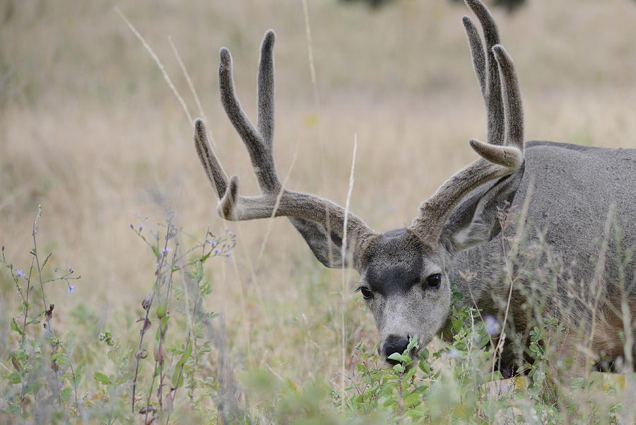 Mule Deer Buck #2 Photograph by Whispering Peaks Photography