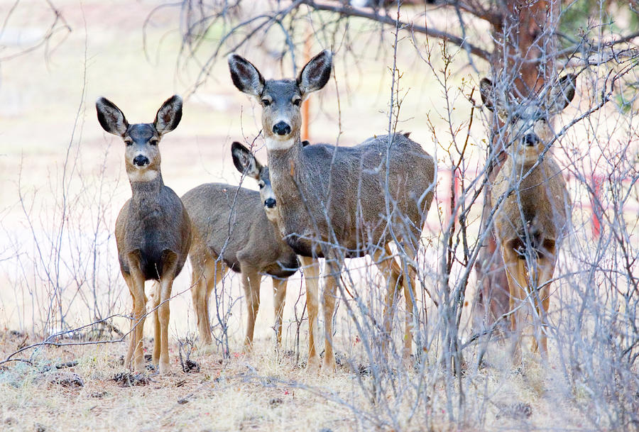 Mule Deer Does #1 Photograph by Swkrullimaging