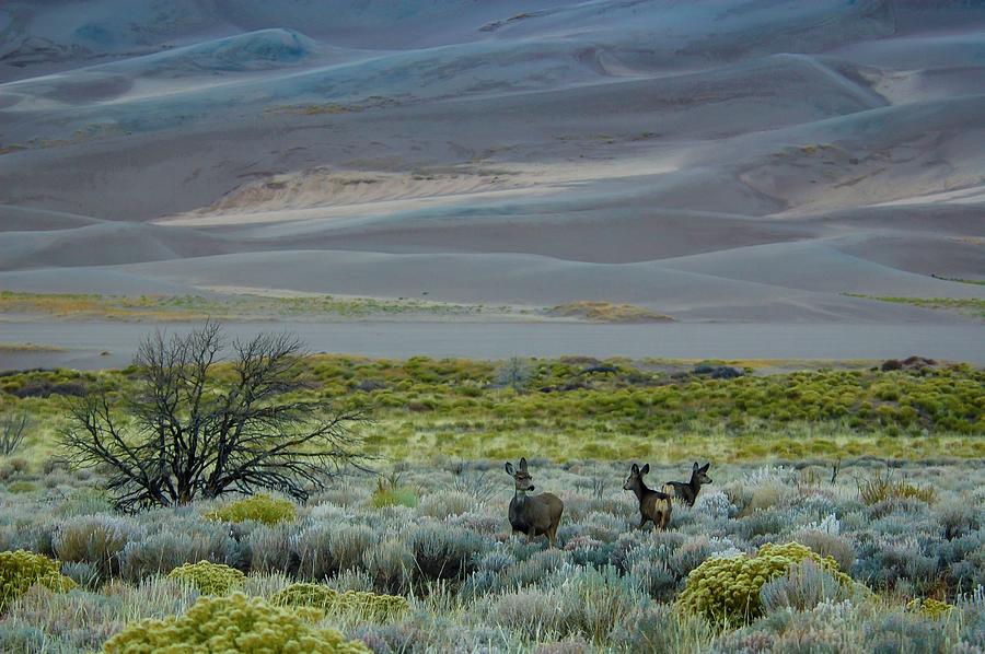 Great Sand Dunes National Park Digital Art - Mule Deer, Great Sand Dunes Np, Co #1 by Heeb Photos