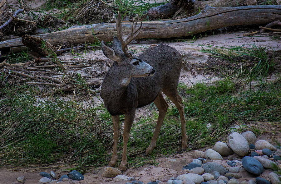 Mule deer in Zion National Park #1 Photograph by Donald Pash