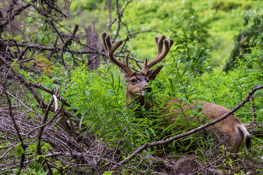 Mule Deer Munching On Plant Leaves Photograph by Donald Pash