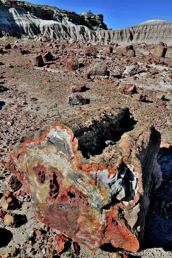 Multi-colored Petrified Wood in Jasper Forest #1 Photograph by Ray Mathis