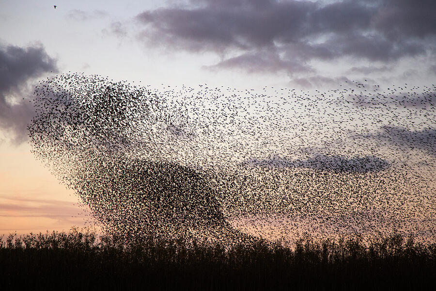 Murmuration Of Common Starlings With Peregrine Falcon #1 Photograph by David Pattyn / Naturepl.com Murmuration Of Common Starlings With Peregrine Falcon #1 Photograph by David Pattyn / Naturepl.com