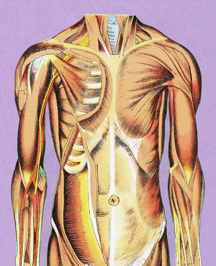 Vintage Drawing - Muscle Anatomy #1 by CSA Images