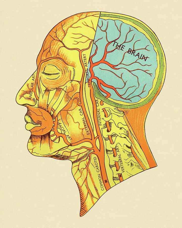 Vintage Drawing - Muscles of The Head Diagram #1 by CSA Images