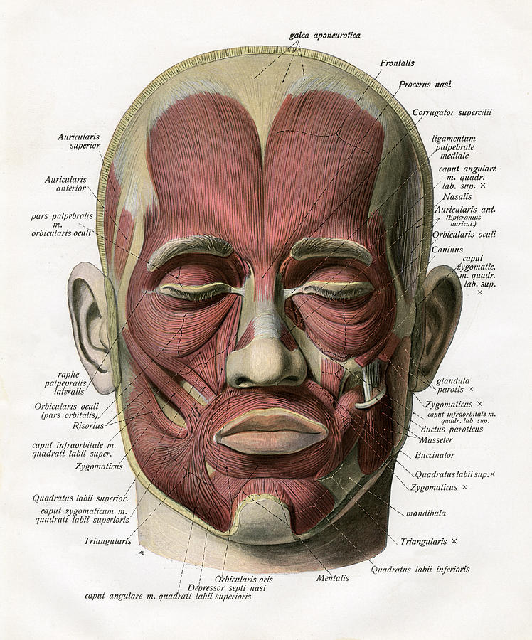 Face Anatomy Muscles Anatomical Charts Posters