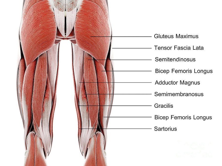 Gluteus Maximus Muscle #7 by Sebastian Kaulitzki/science Photo Library