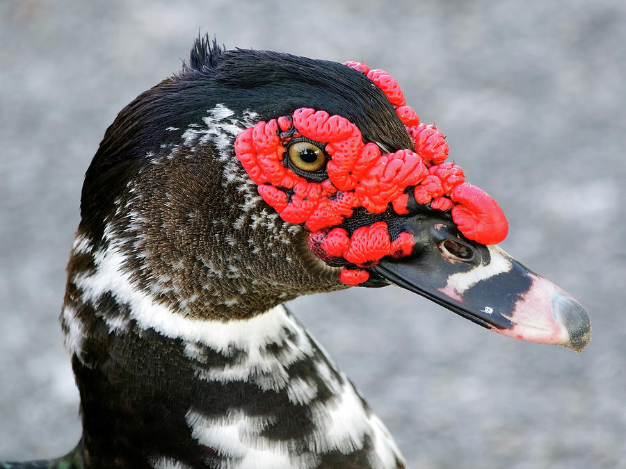 Muscovy Duck Profile Closeup Photograph