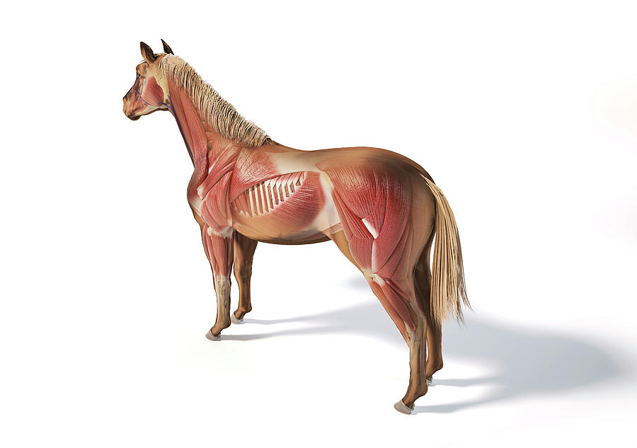 Muscular Anatomy Of A Horse With Ghost #1 Photograph by Leonello Calvetti