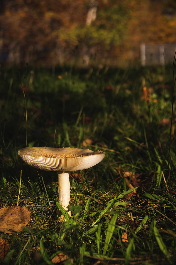 Mushroom #1 Photograph by Cindi Ressler