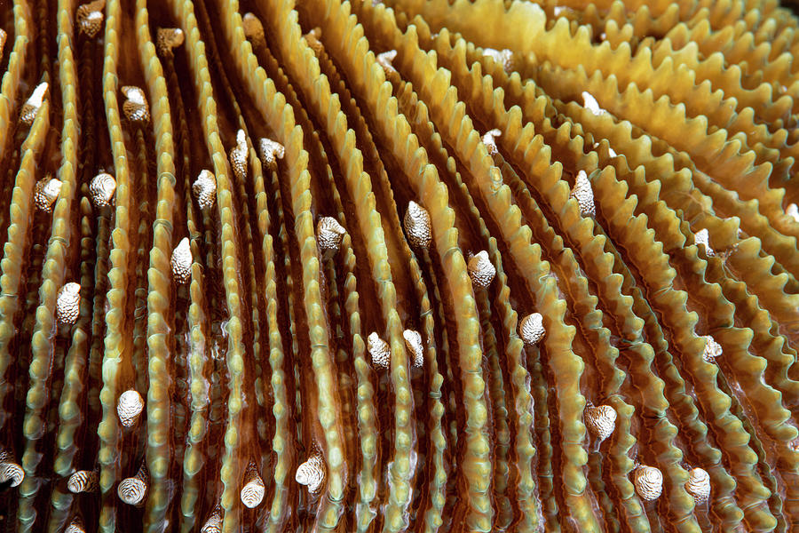 Mushroom Coral #1 Photograph by Andrew Martinez