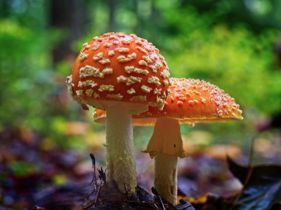 Mushrooms #1 Photograph by Walt Sterneman