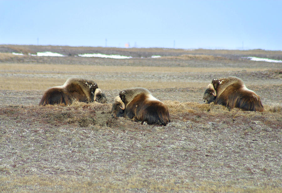 Musk Ox #1 Photograph by Anthony Jones