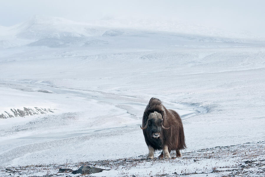 Musk Ox In Habitat, Wrangel Island, Far Eastern Russia #1 Photograph by ...