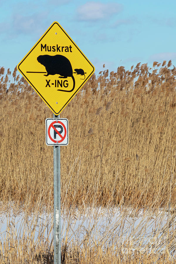 Muskrat Crossing #1 Photograph by Jim West/science Photo Library