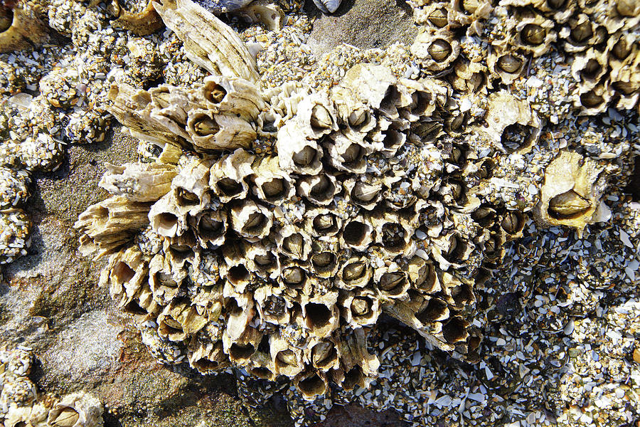 Mussels And Barnacle #1 Photograph by Steve Estvanik