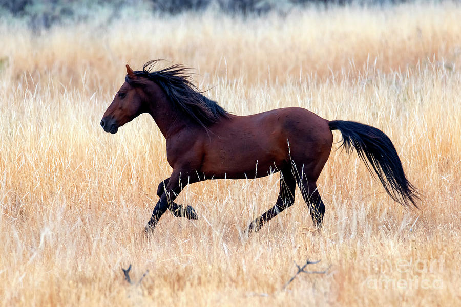 Mustang Gallop #1 Photograph by Michael Dawson