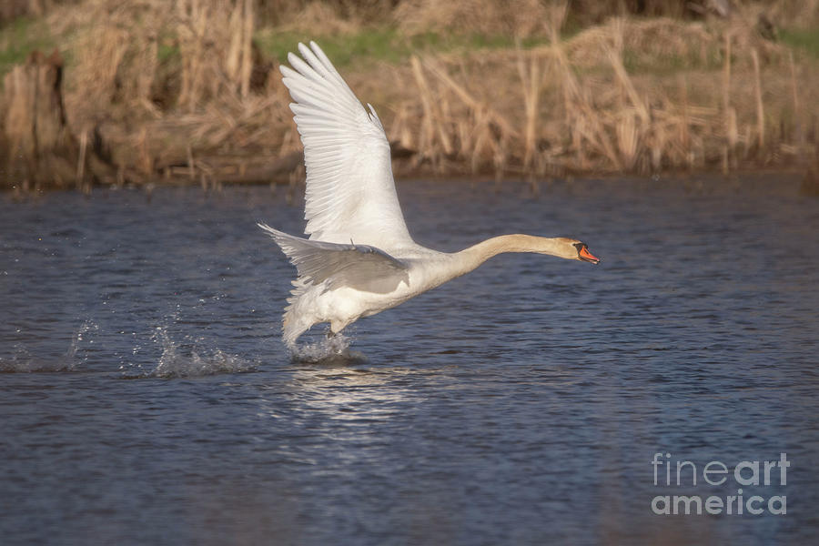 Mute Swan - 3 #1 Photograph by David Bearden