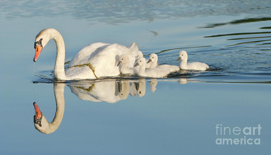 Mute Swan And Cygnets #1 Photograph by Manuel Presti/science Photo Library